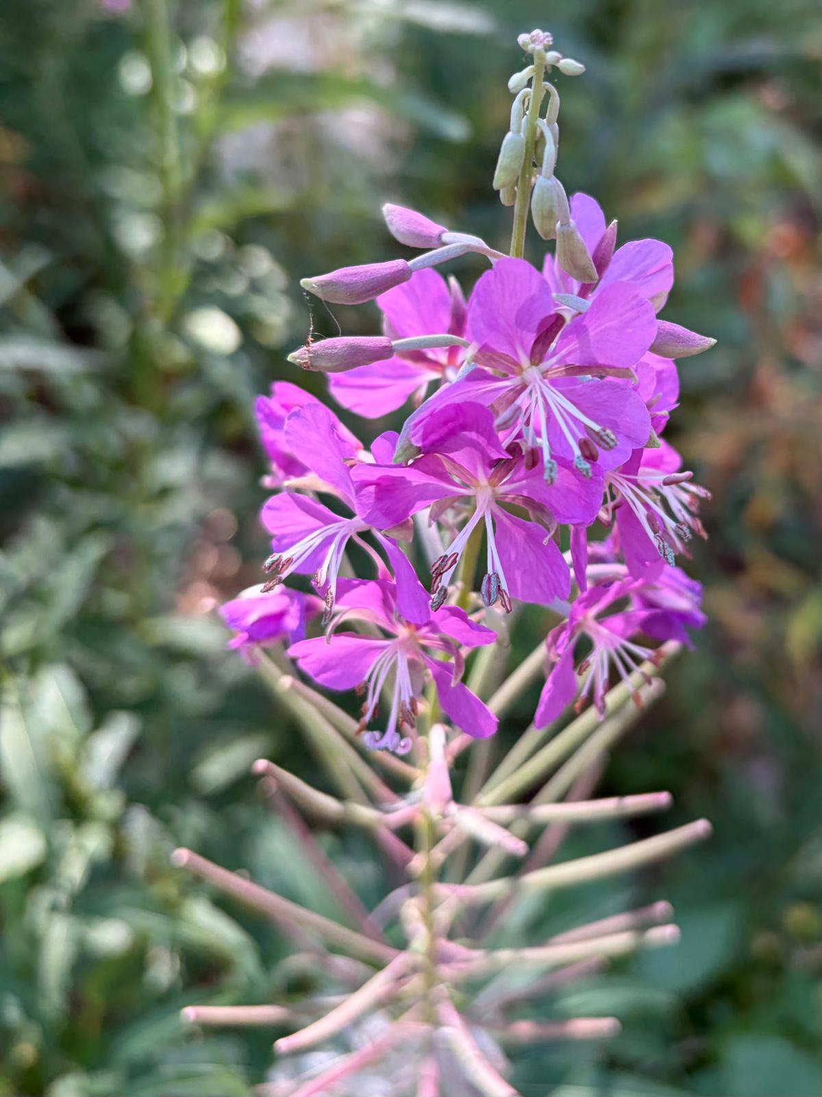 Waldrose im Wald